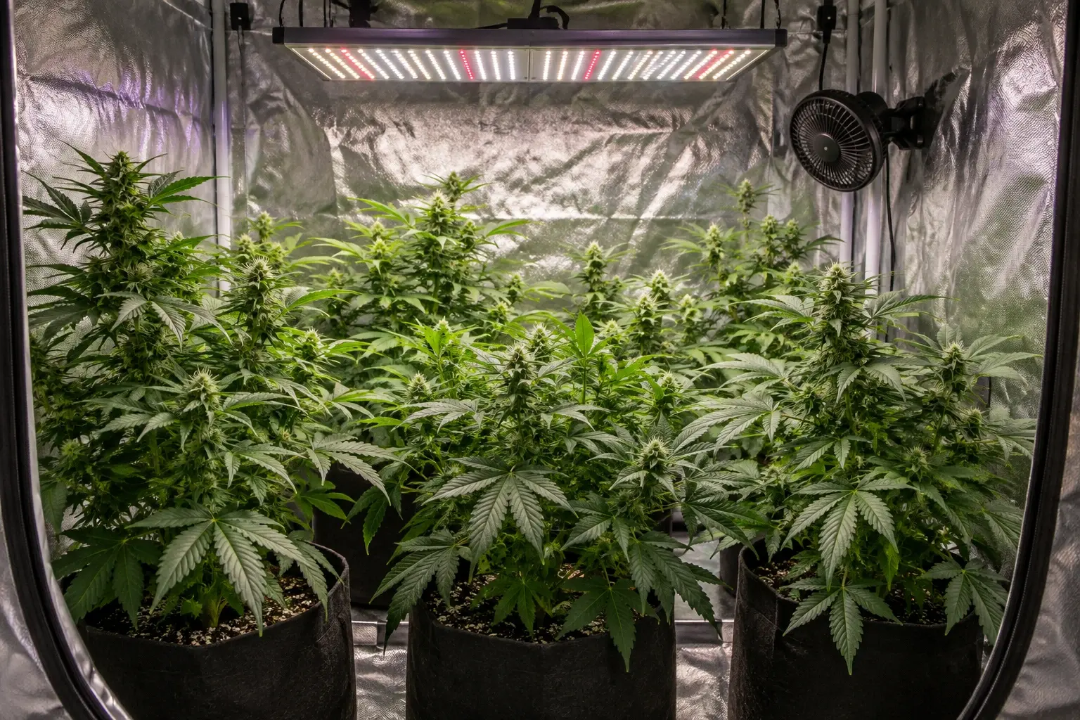 Example grow tent with plants and lighting